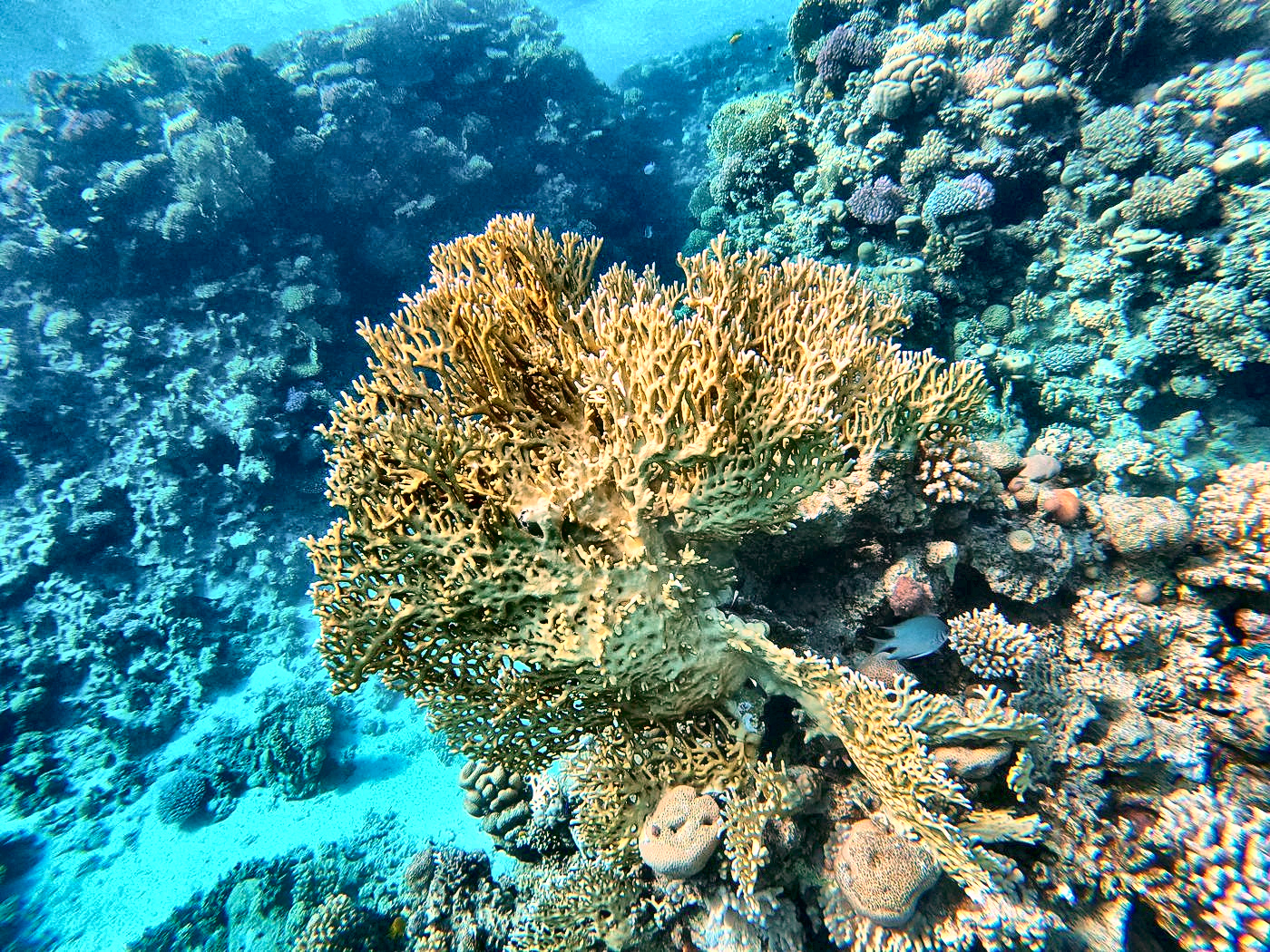 Große Tischkoralle am Riff im Roten Meer