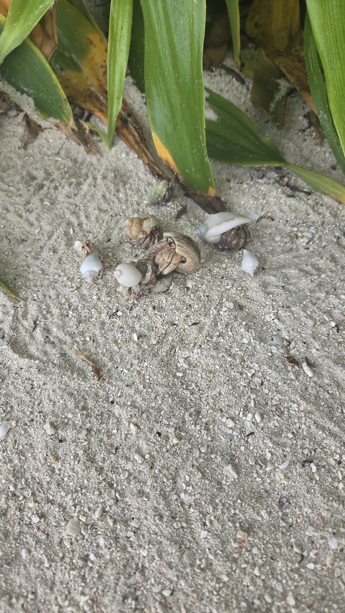 Mehrere Einsiedlerkrebse in Schneckenhäusern dicht beieinander im hellen Sand unter Strandpflanzen.