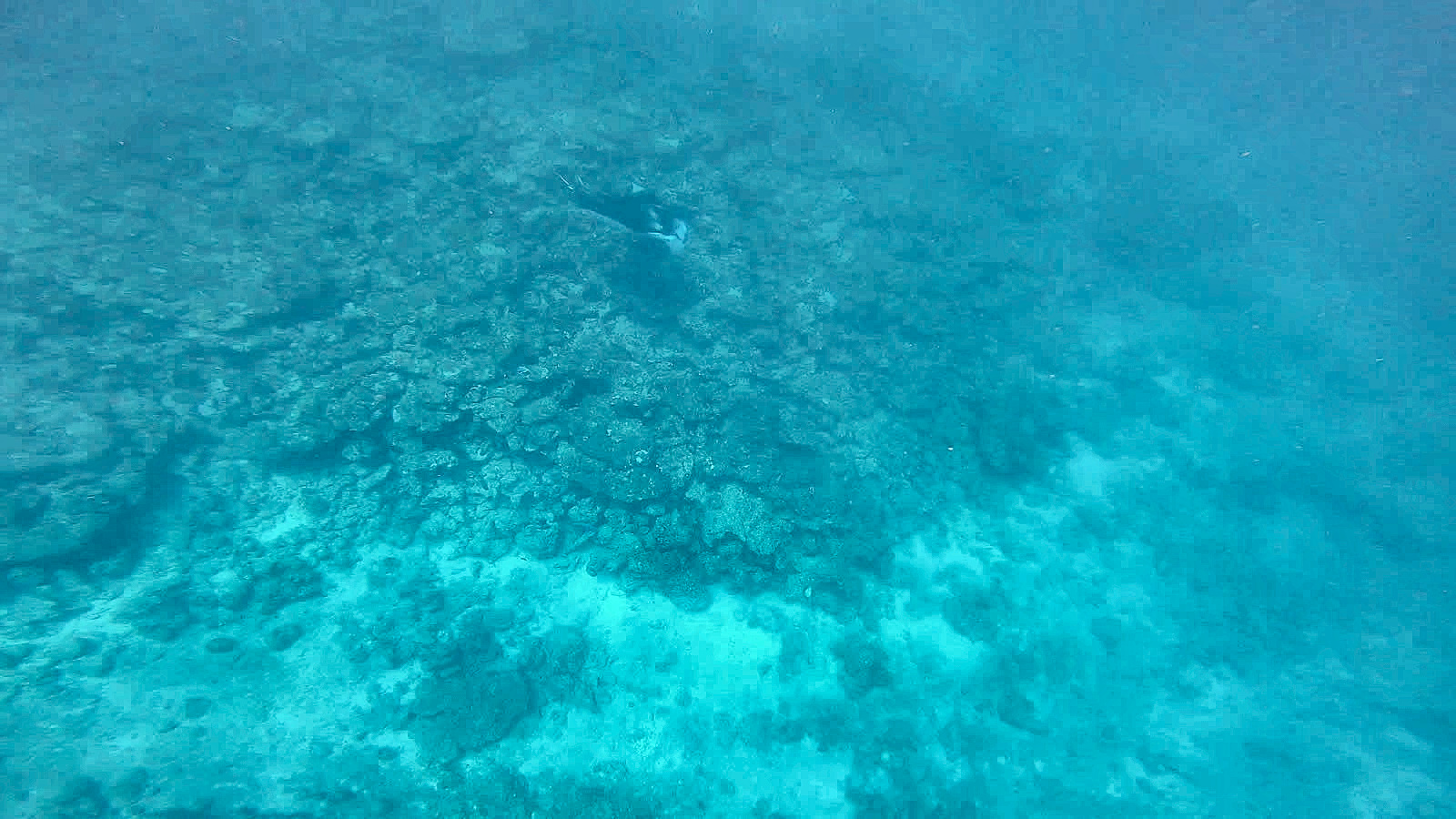 Manta zieht seine Kreise über dem Riff bei Rasdhoo, Malediven