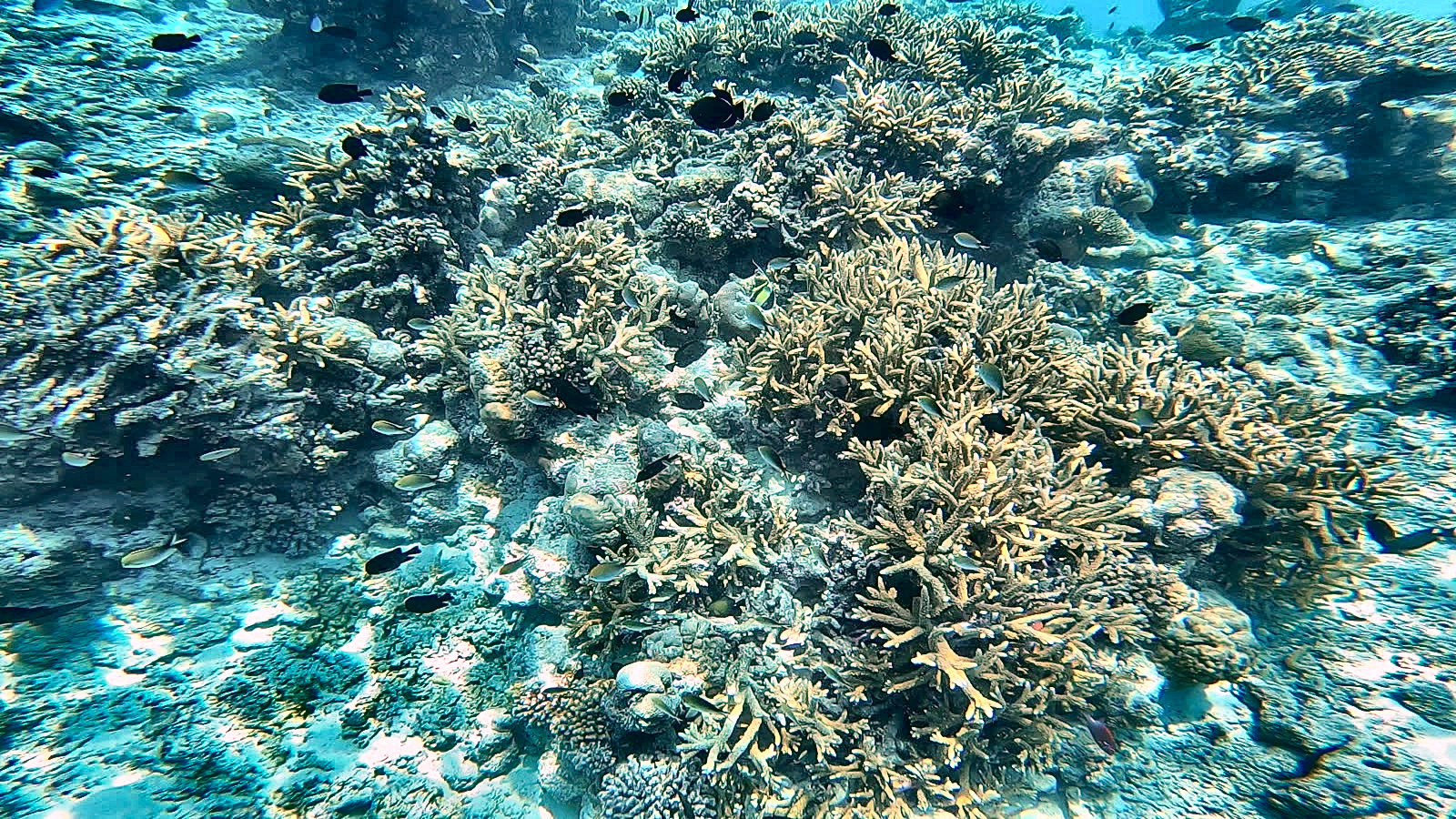 Farbiges Korallenriff mit Fischschwarm am Hausriff von Rasdhoo, Malediven