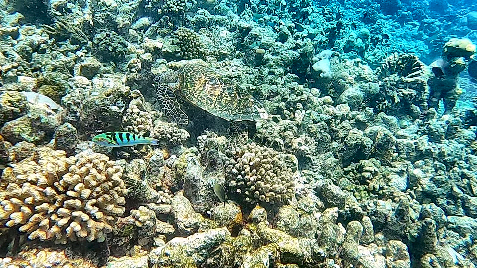 Meeresschildkröte frisst am Riff, Turtle Reef bei Rasdhoo, Malediven