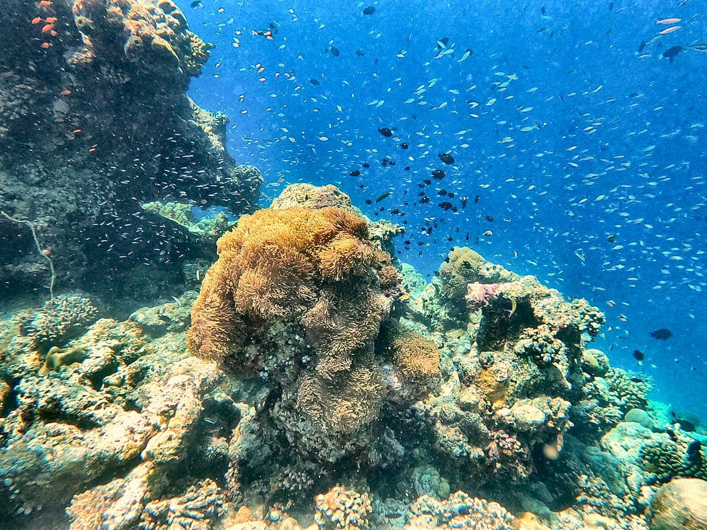 Buntes Korallenriff im flachen Wasser auf den Malediven
