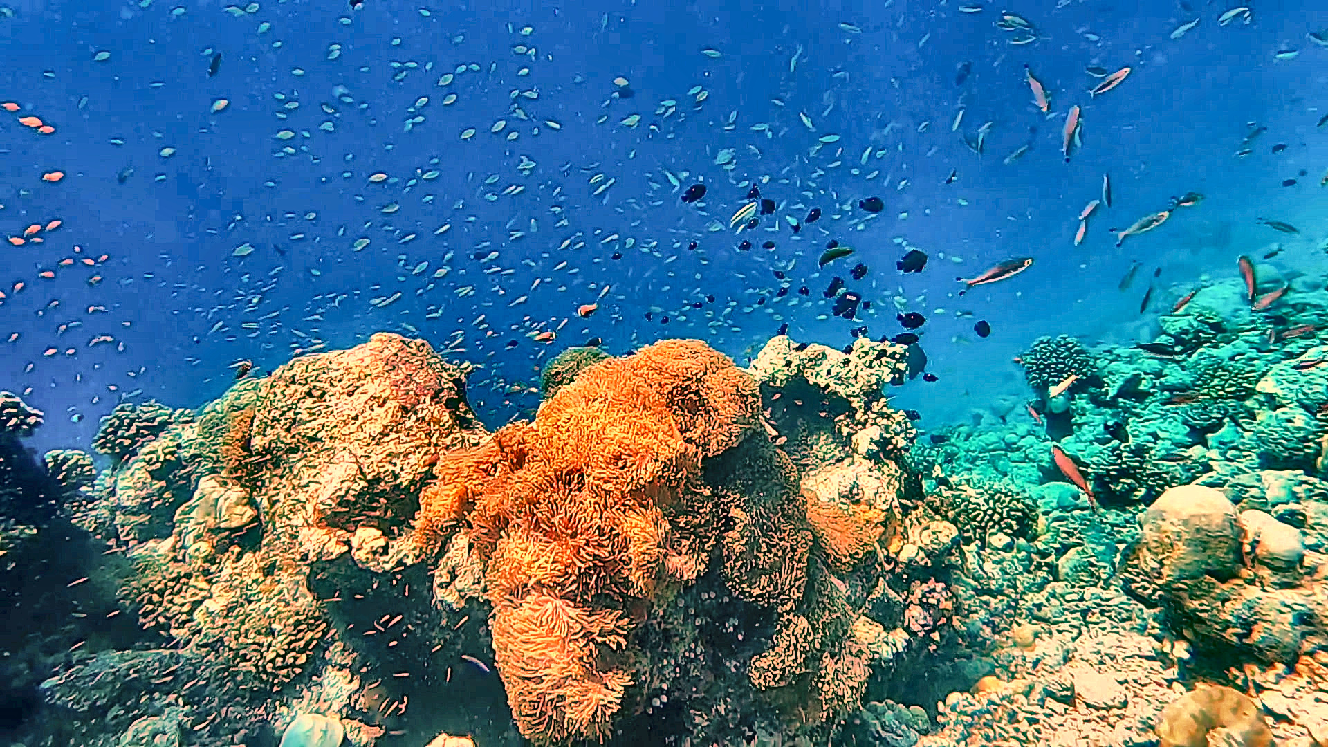 Große Anemone mit einer Wolke winziger Fische am Turtle Reef (Malediven)