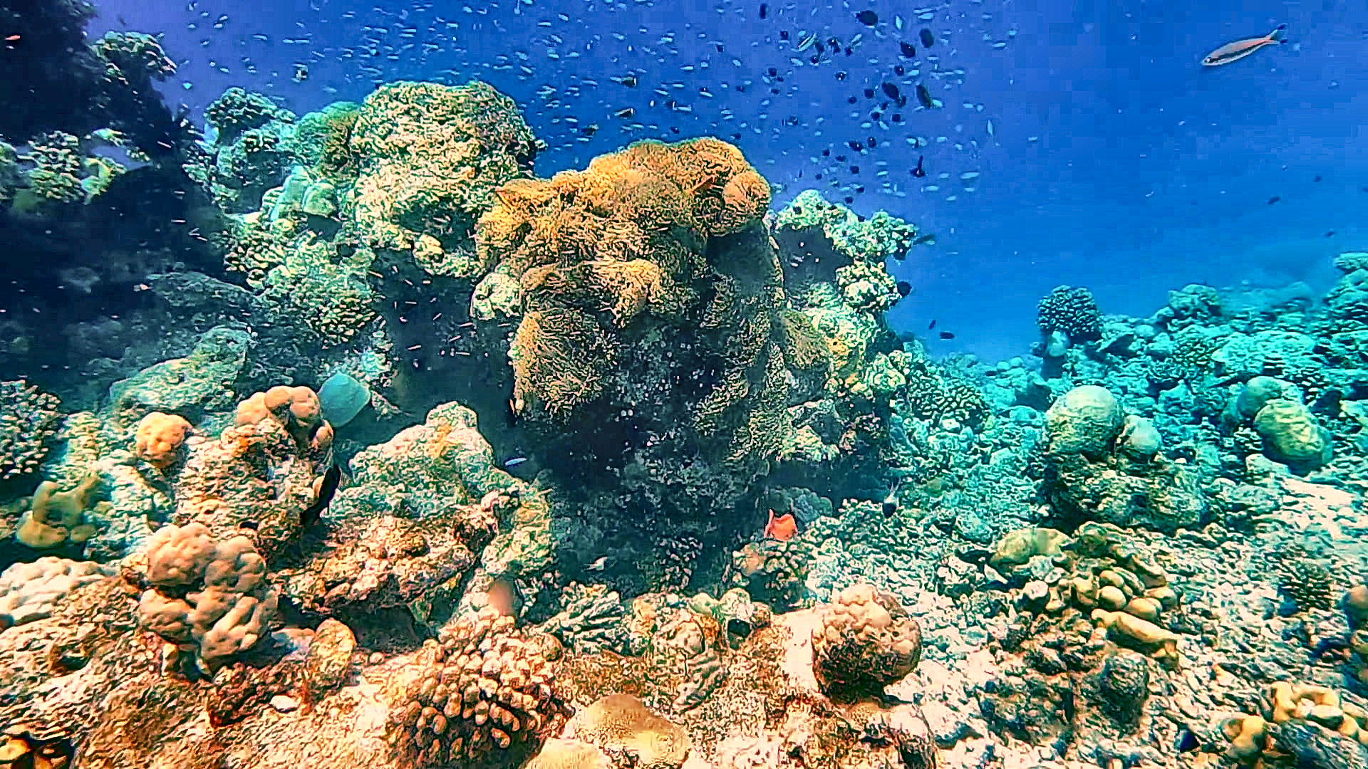 Korallenblöcke mit Fischschwärmen am Turtle Reef bei Rasdhoo, Malediven