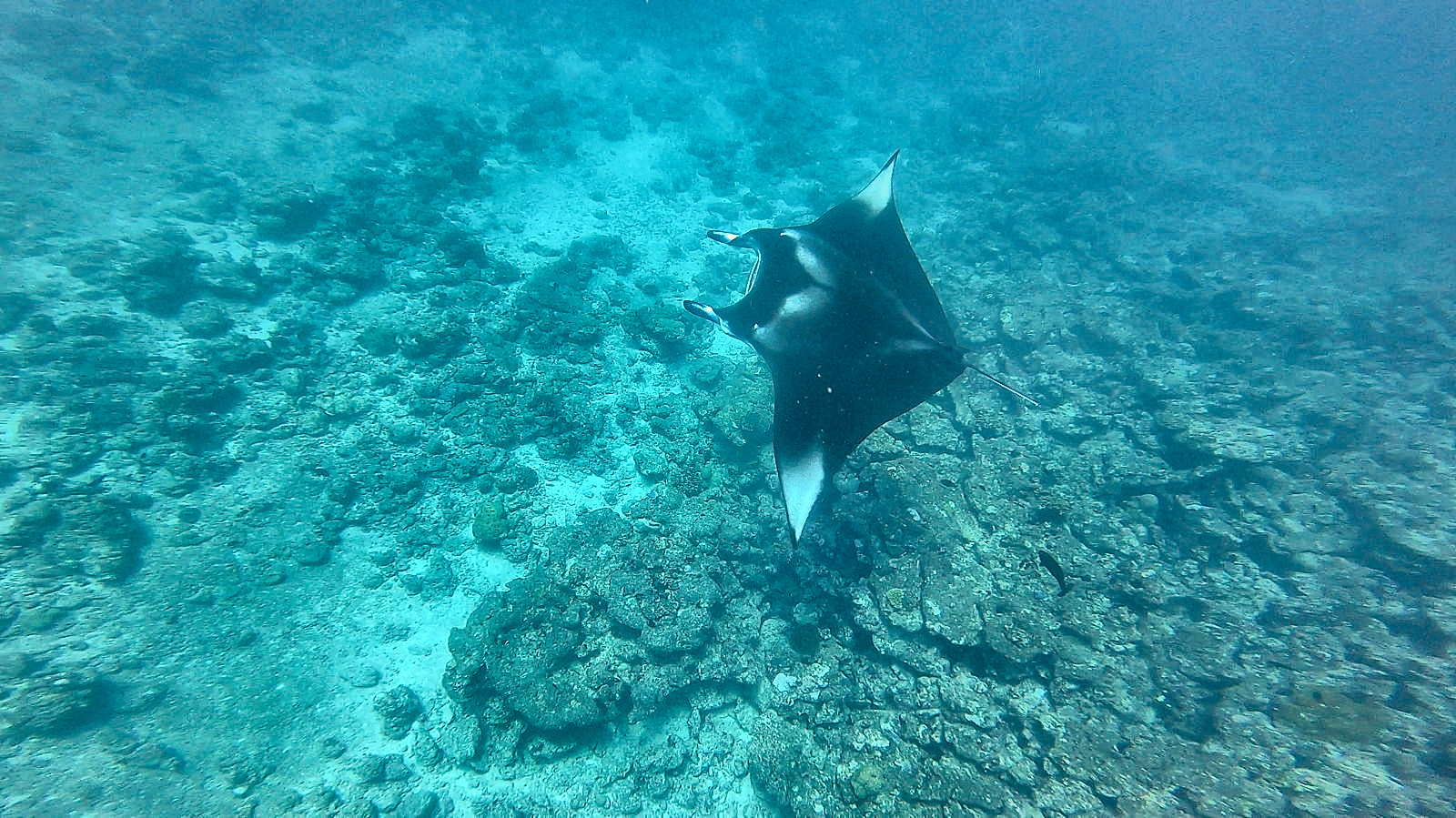 Manta gleitet über das Riff auf den Malediven, die helle Unterseite im Licht